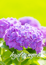 紫陽花と可愛いカエルのフォトきせかえ