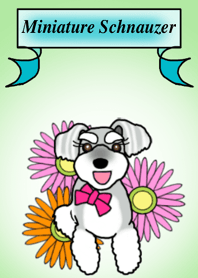 Mugi the Miniature Schnauzer