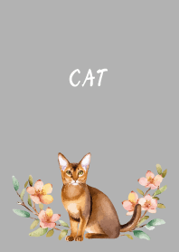 Abyssinian on white