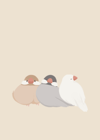 米色文鳥