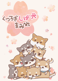 桜　くつろぎしば犬まみれ1