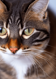 Nyanko Great Runaway#BAEVAO02.