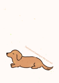 Dachshund basking in the sun-red-