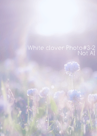 White clover Photo #3-2 Not AI