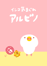 Budgie Albino Renewal