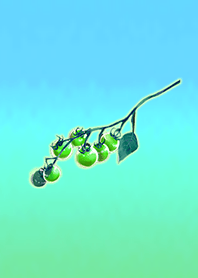 夏トマトライトブルー2