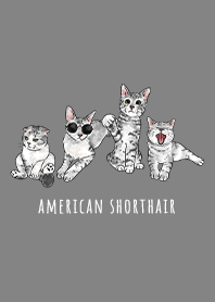 american shorthair1 / dim grey