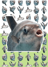 Ação ao vivo de peixe-lua Pastel Green