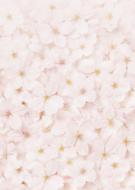 シンプルかわいい♪一面の桜