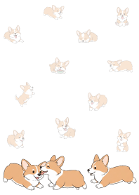 Cute happy Welsh Corgi.7