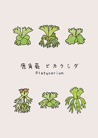 我養的鹿角蕨(米色)