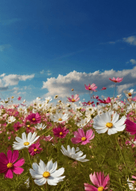 Fashionable cosmos field