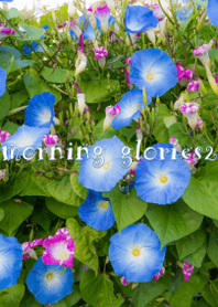 morning glories2 ver.2