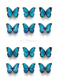 Butterfly - モルフォ蝶 -