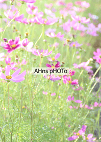 ahns photo_09_cosmos