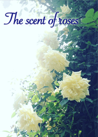 The scent of roses