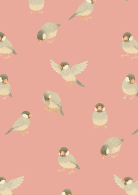 I am a Java sparrow2 on p & b