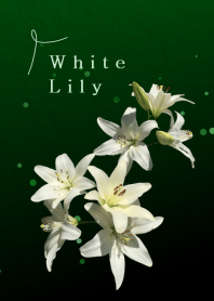White Lily