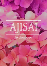 AJISAI hydrangea Shining pink