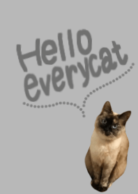 TAKAHASI'S CAT