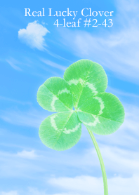 本物ラッキークローバー 4-leaf #2-43