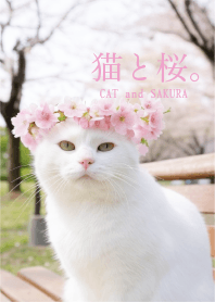 CAT and SAKURA 2