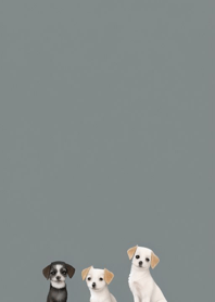 Dog background   6Acf35