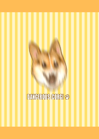 Dangerous Corgi