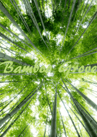 見上げた竹林