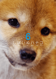 しばいぬハナコのきせかえ 6【柴犬写真】