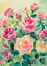 Beautiful rose flower(R4976)