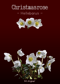 Christmasrose <Helleborus> H.niger
