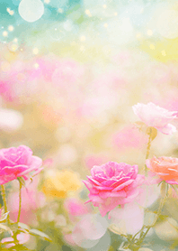 Beautiful rose flower(R5707)