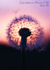 Dandelion Photo 7-22Not AI
