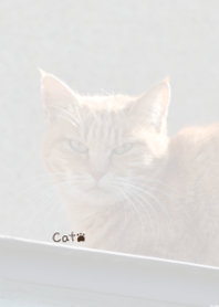 Stray cat Theme 1