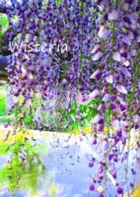 Wisteria～藤の花～