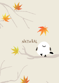 Long-tailed Tit maple9 from Japan