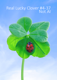 Real Lucky Clover #4-37Not AI