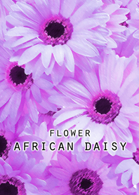 FLOWER AFRICAN DAISY[Purple]
