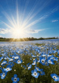 Fashionable nemophila field