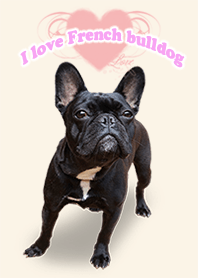 French Bulldog I love dress-up