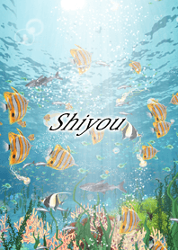 Shiyou Coral & tropical fish