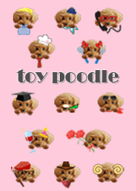 pretty toy poodle LUCK Theme
