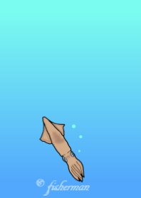 ケンサキイカです！