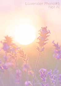 Lavender Photo #5-17 NotAI