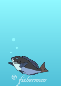 メジナだよ！
