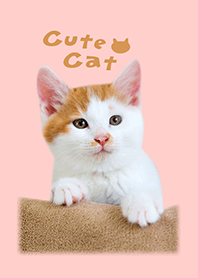 Cute Cat Orange tabby kitten