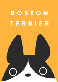 The Boston terrier