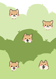 Shiba hiding in the bushes || Lime green