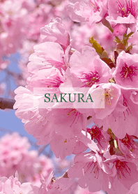 Spring is almost here-SAKURA PINK 113